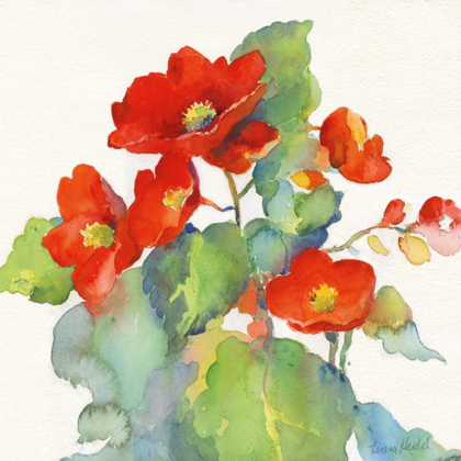 Picture of BEGONIA II