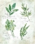 Picture of FRESH HERBS II