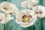 Picture of TASMANIAN POPPIES I