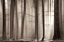 Picture of THE CLOAKING
