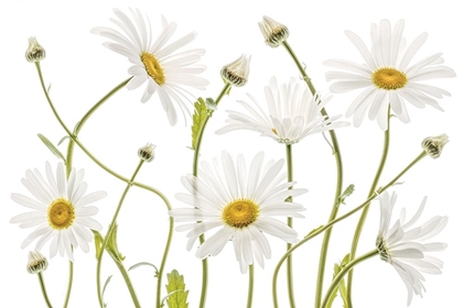 Picture of HIGH KEW DAISIES