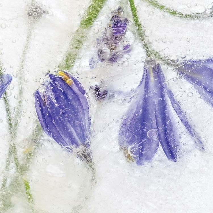 Picture of FROZEN FLORAL III