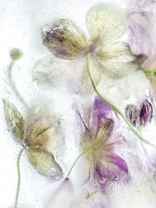 Picture of FROZEN FLORAL IV