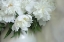 Picture of COTTAGE BOUQUET