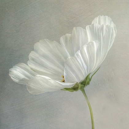 Picture of DAISY DETAIL