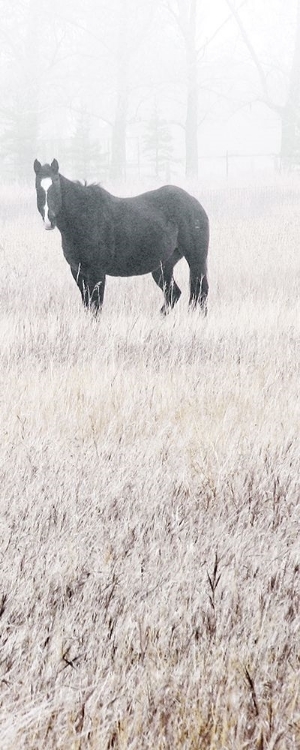 Picture of MISTY PASTURE I