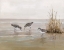 Picture of EARLY RISERS II