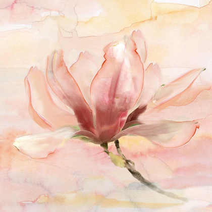 Picture of DREAMY MAGNOLIA II