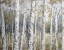 Picture of HIDDEN BIRCH