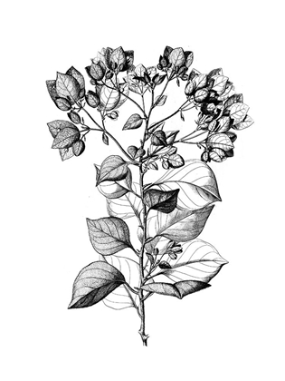 Picture of BOTANICAL BLACK AND