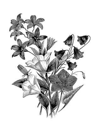 Picture of BOTANICAL BLACK AND