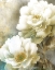 Picture of SOFT SPRING II