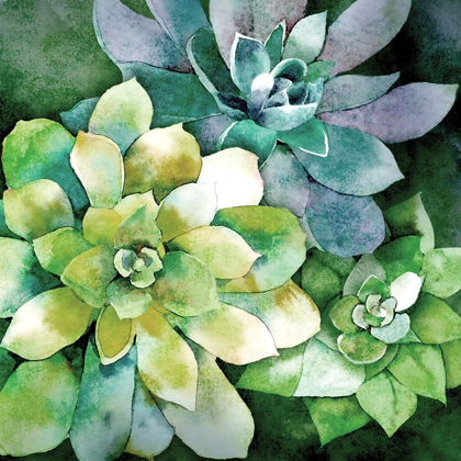 Picture of SUMMER SUCCULENTS