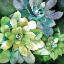 Picture of SUMMER SUCCULENTS