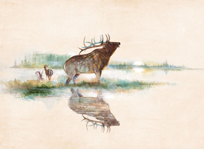 Picture of MISTY ELK