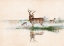 Picture of MISTY DEER