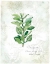 Picture of FRESH OREGANO