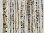 Picture of SPARKLE BIRCH