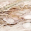 Picture of GRACEFUL MARBLE