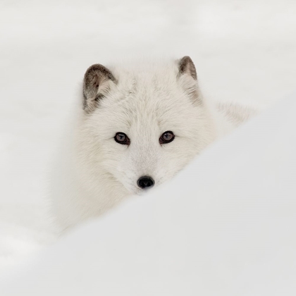 Picture of ARCTIC FOX