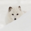 Picture of ARCTIC FOX