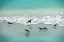 Picture of SANDPIPER BEACH PARTY