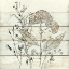 Picture of DRIED FLOWER STUDY