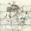 Picture of DRIED FLOWER STUDY