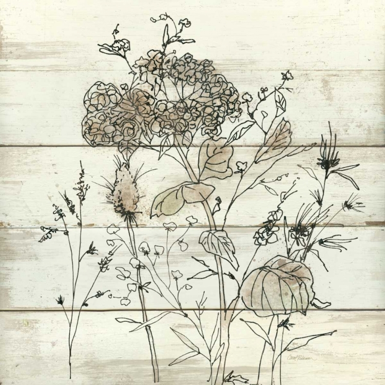 Picture of DRIED FLOWER STUDY