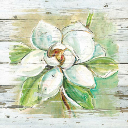 Picture of COUNTRY MAGNOLIA