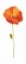 Picture of POPPY POP II