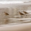 Picture of SHORE BIRDS I