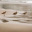 Picture of SHORE BIRDS II