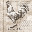 Picture of FARM ROOSTER