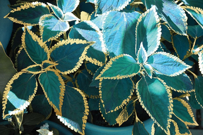 Picture of TROPICAL LEAVES