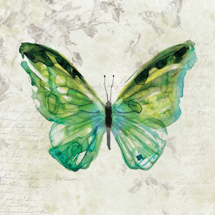 Picture of BUTTERFLY SKETCH