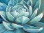 Picture of CERULEAN SUCCULENT