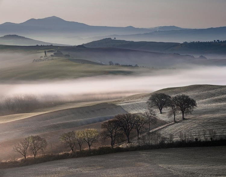 Picture of FROSTY DAWN