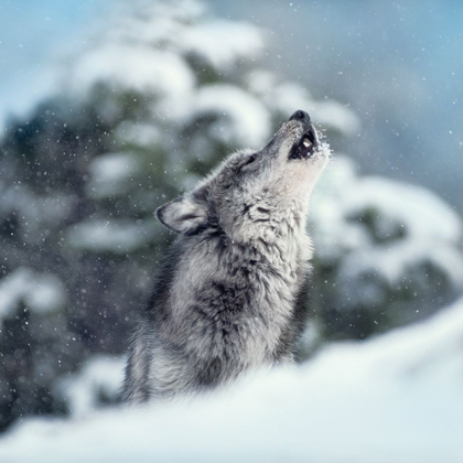 Picture of WINTER HOWL