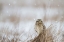 Picture of PRAIRIE WINTER