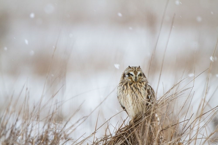 Picture of PRAIRIE WINTER