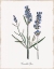Picture of LAVENDER