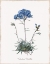 Picture of CALADRINIA