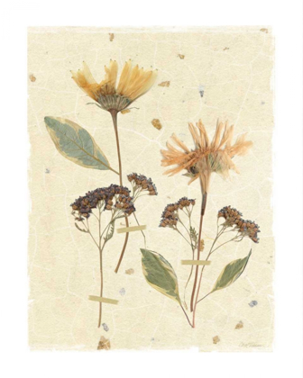 Picture of PRESSED DAISIES