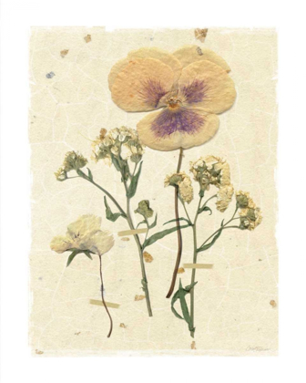 Picture of PRESSED PANSY