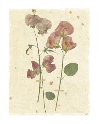 Picture of PRESSED SWEETPEA