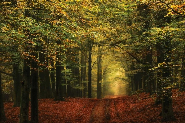 Picture of A FOREST PATH