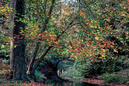 Picture of BEECH AND BRIDGE