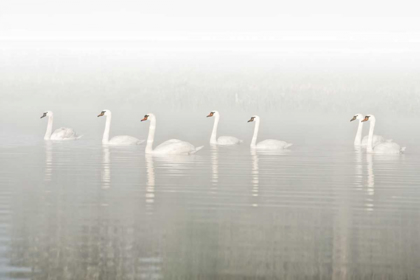 Picture of SEVEN SWANS