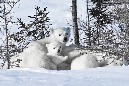 Picture of WINTER CUBS